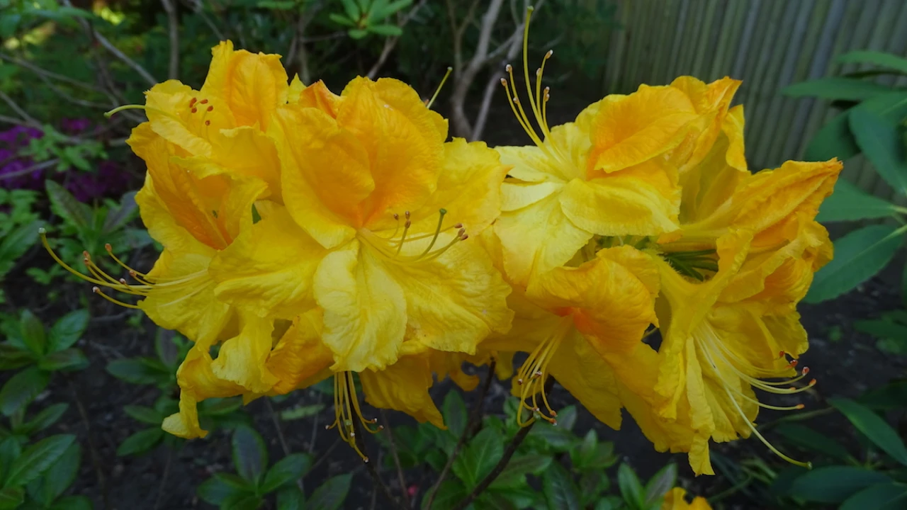 Ilam Melford Lemon
